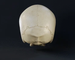 Infinite Oddball Skull - 3D Print Files